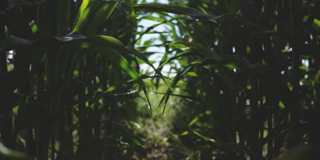 Wandile SAMaize 1600x800