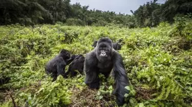 Wildlife Gorilla Uganda