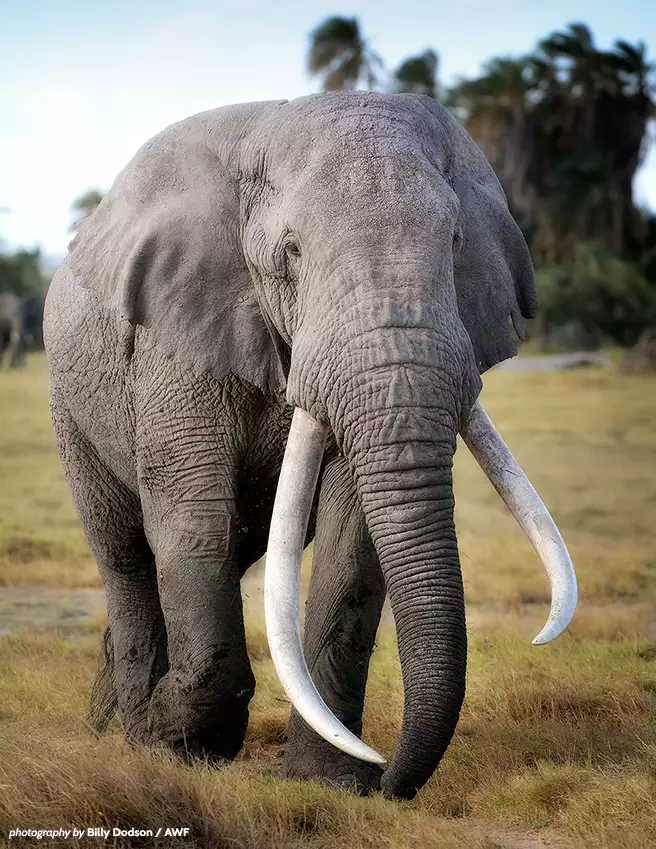 Kenya elephant