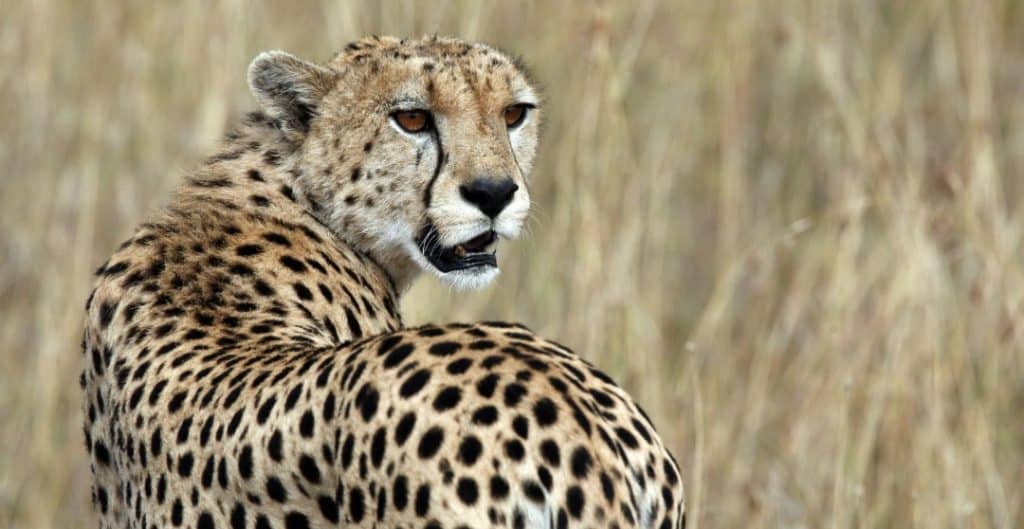 rtx82tg 1587196546067