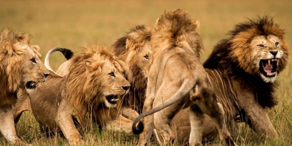 lion behaviour 1589340448238