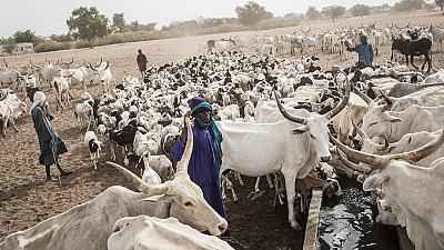 Northern Senegalese herders stranded