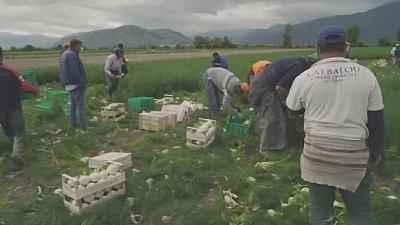 Moroccan farmers chartered to Italy for work