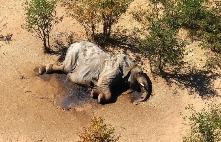 Botswana investigates 'mysterious deaths' of 275 elephants