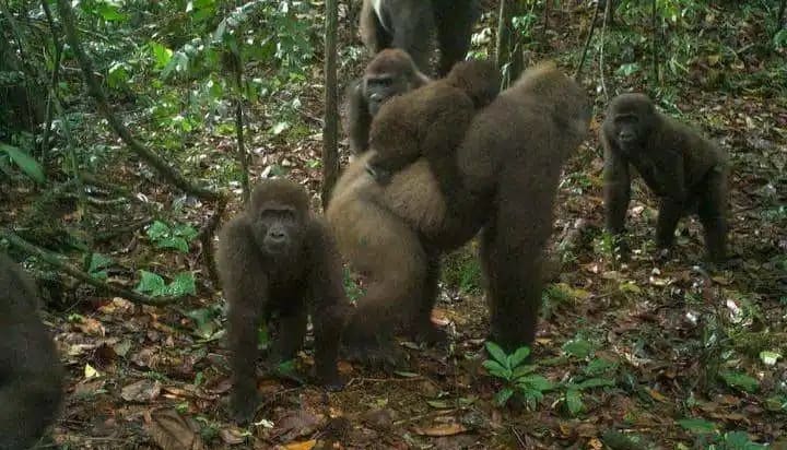 World's rarest species of gorillas spotted in Cross River state