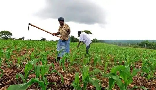 African Green Resources and African Fertilizer Agribusiness partner to boost crop yields in Zambia