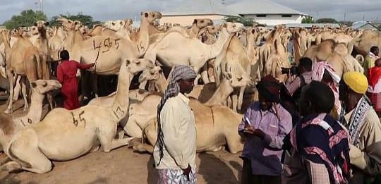 Downsized Hajj Hurts Somalia’s Livestock Trade