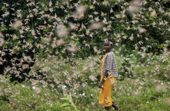 Kenya races to escape new plagues of locusts