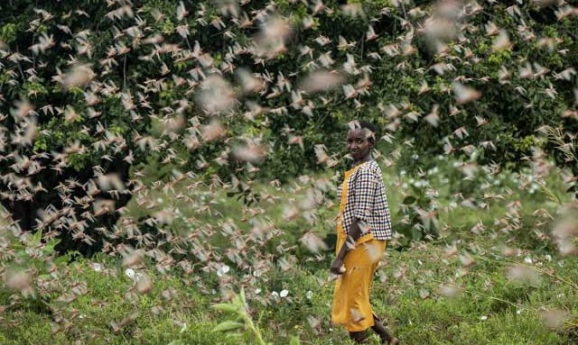 Kenya races to escape new plagues of locusts