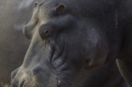 Docks of hippos at risk in Namibia 's dried-up water hole