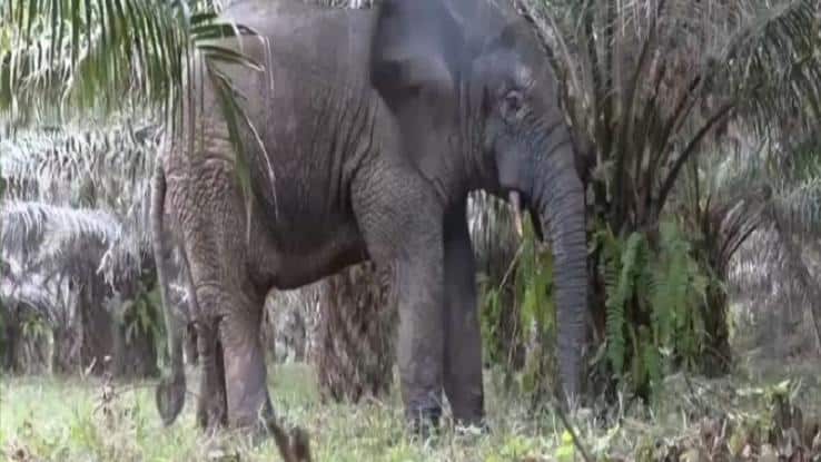 Pesky Ivorian Elephant Relocated to New Safe Home