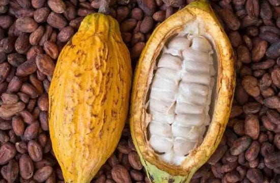 In boost to farmers, Ivory Coast sets new cocoa