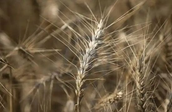 Argentina first country to approve GMO wheat