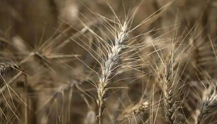Argentina first country to approve GMO wheat