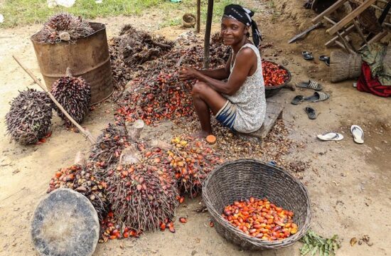 nigerian government makes an effort to revive its palm sector