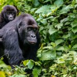 kinshasa plans to renovate its zoo which opened decades ago