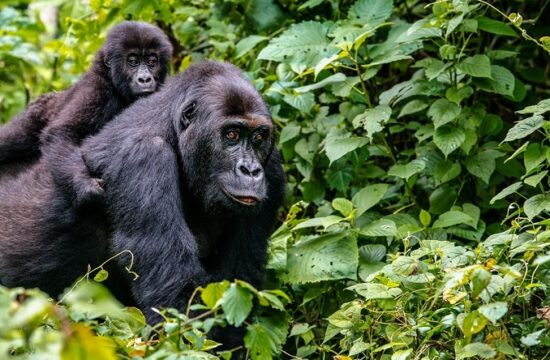 kinshasa plans to renovate its zoo which opened decades ago