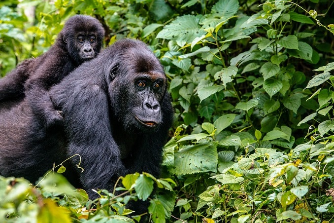 kinshasa plans to renovate its zoo which opened decades ago