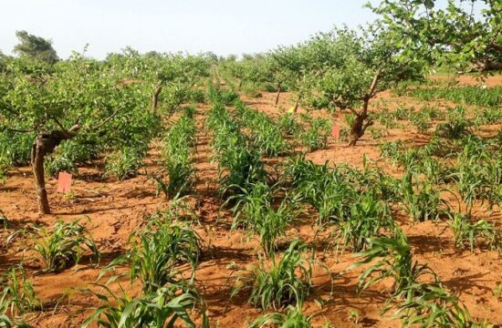 mauritania protects its agriculture by planting trees