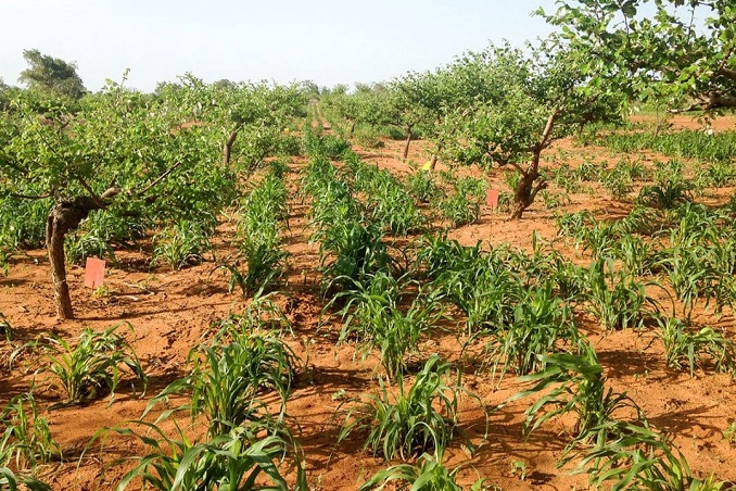 mauritania protects its agriculture by planting trees