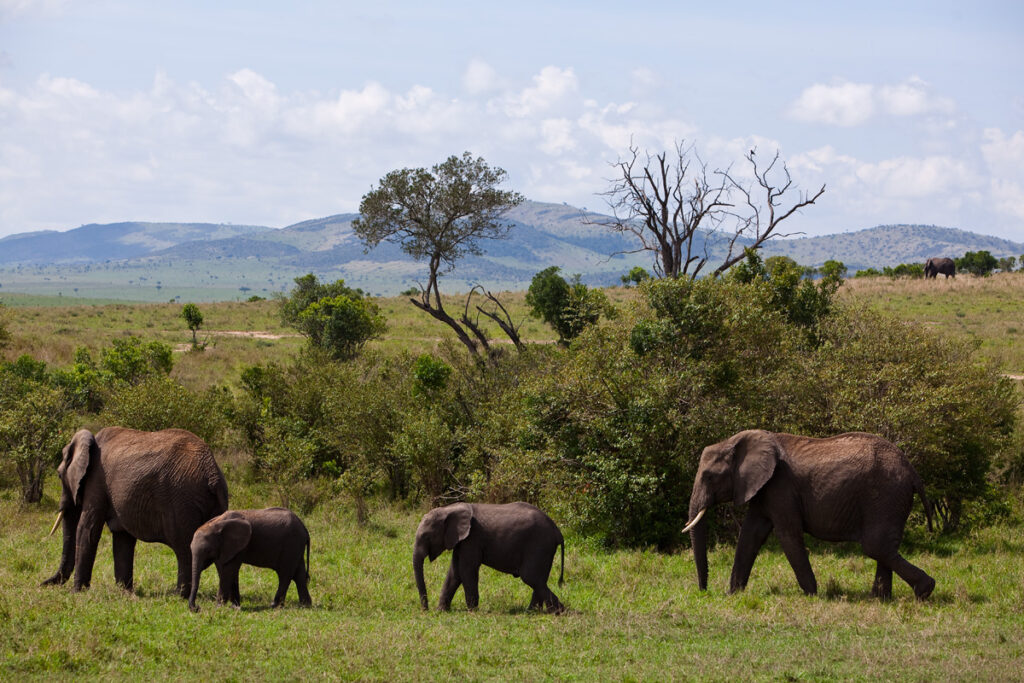 massai mara, kenya africa safari
