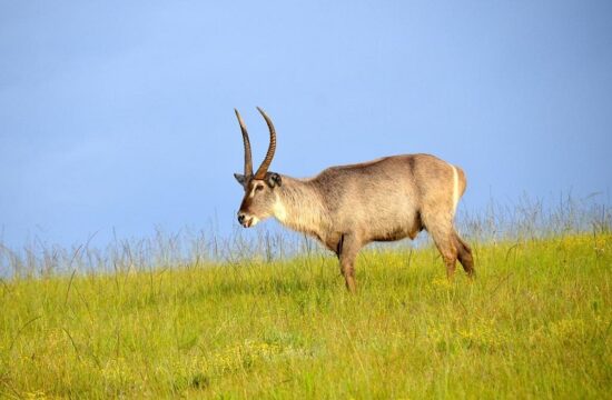 africa gets $200 billion conservation fund