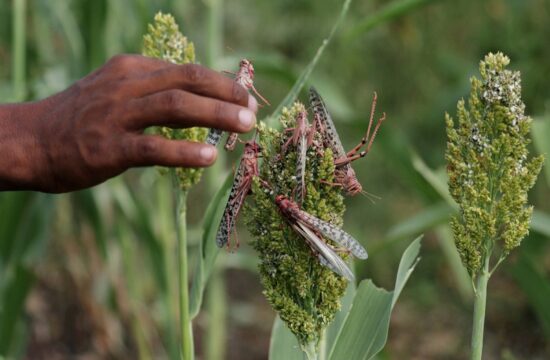 software that helps to curb south african locust swarms