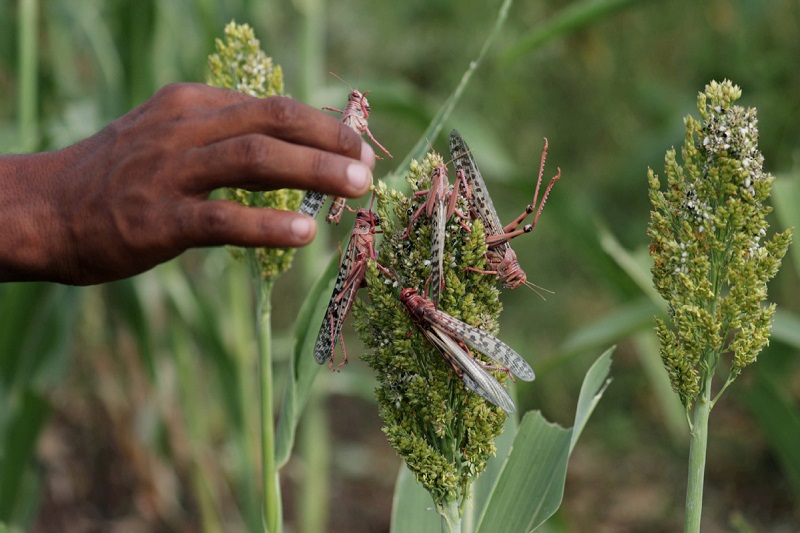 software that helps to curb south african locust swarms