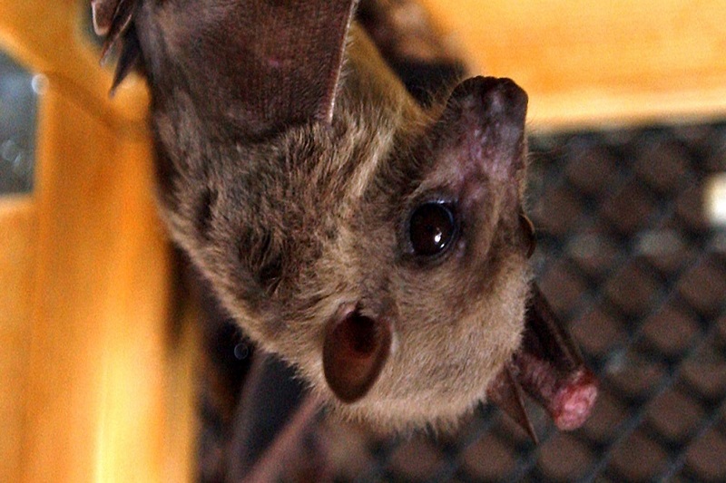 the who reports that the marburg virus has killed 20 people in equatorial guinea