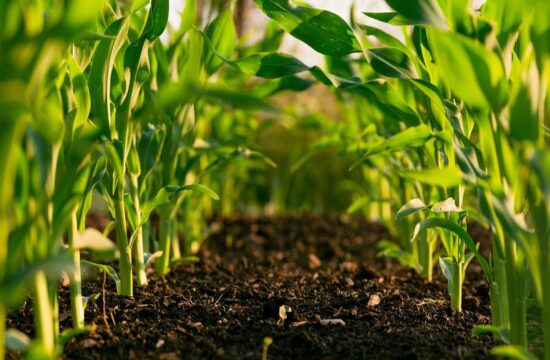 fertilizer manufacturer omnia holdings raises annual profit up 10%
