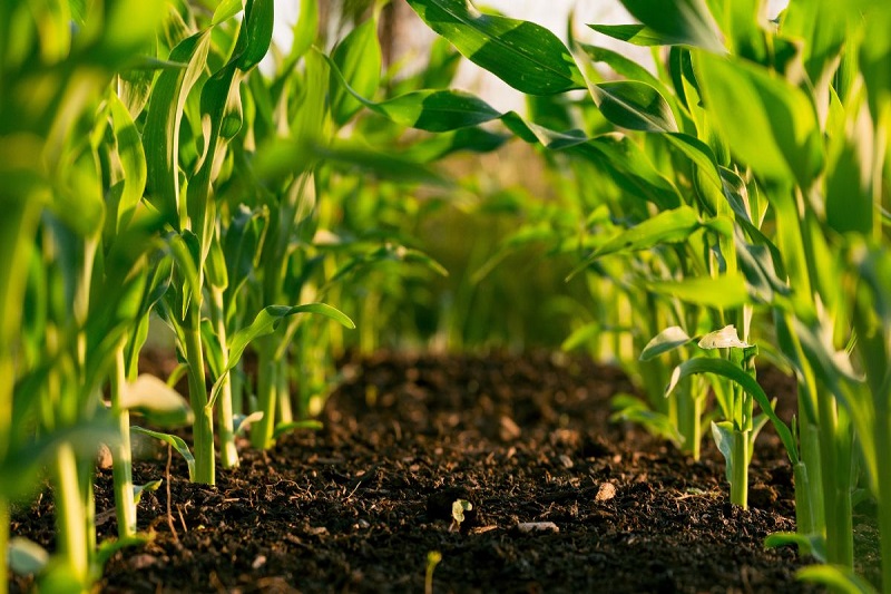 fertilizer manufacturer omnia holdings raises annual profit up 10%