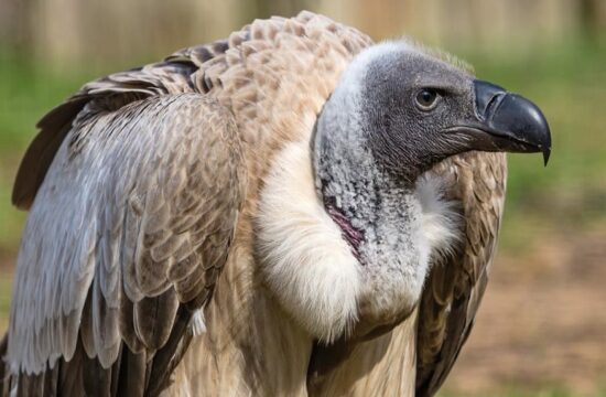 vulture surveillance system safeguards biodiversity of africa