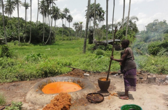 nifor to boost palm oil production in nigeria. what to worry