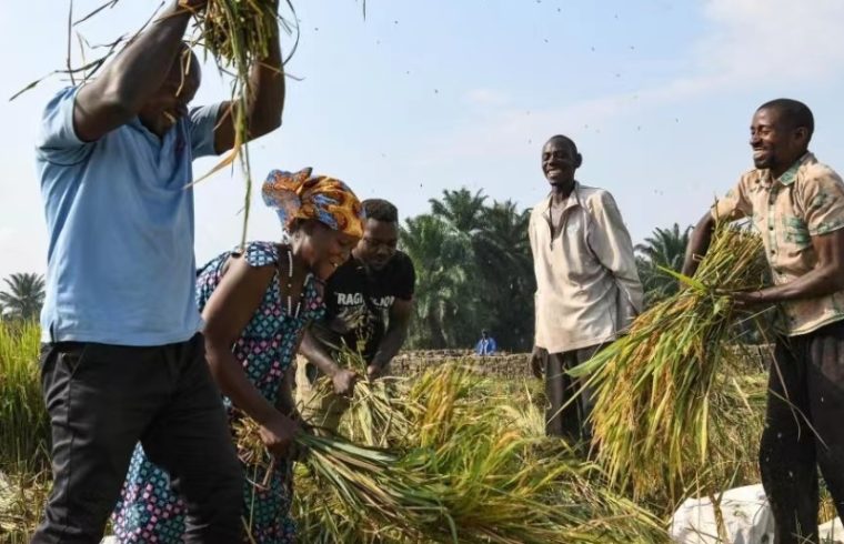 chinese drought tolerant rice to tackle hunger in africa