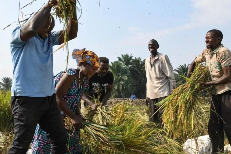 chinese drought tolerant rice to tackle hunger in africa