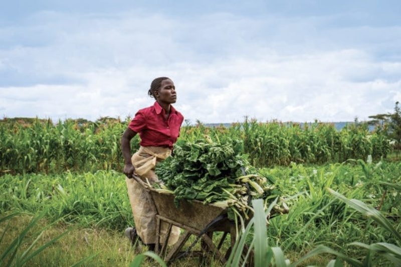 Tech-Driven Agricultural Transformation: Empowering Small African ...