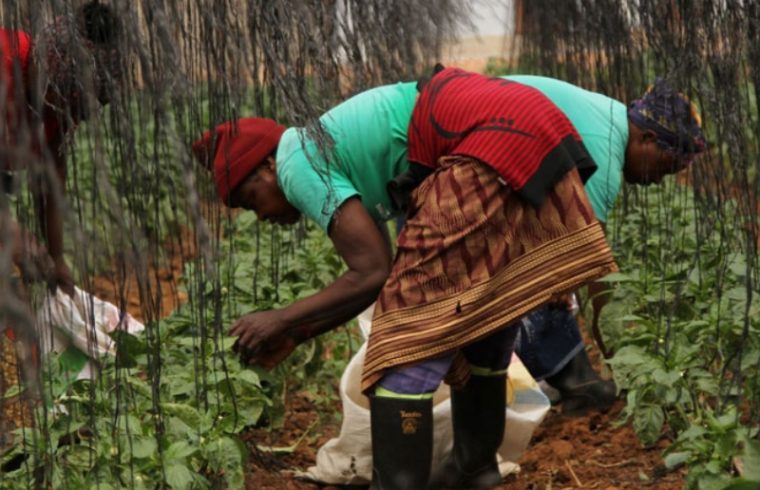 advancing food security the crucial role of addressing fodder scarcity in africa