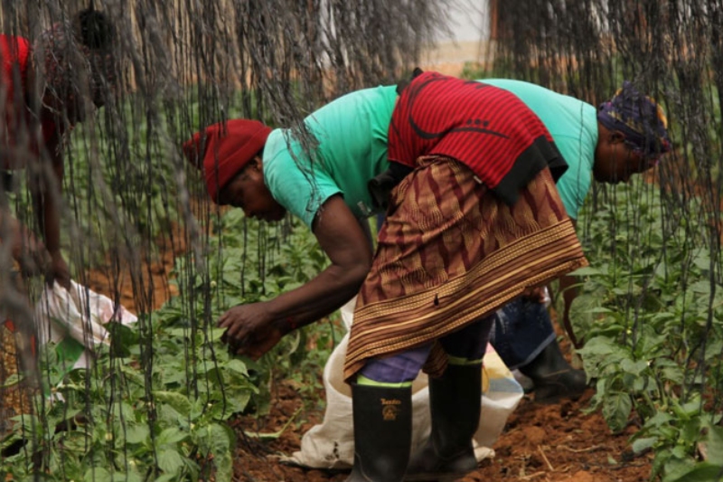 advancing food security the crucial role of addressing fodder scarcity in africa