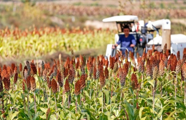 a bountiful harvest sorghum celebrates culture and nourishment in somalia