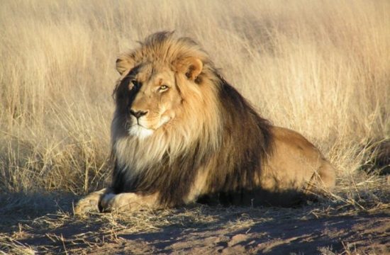 lions are called the king of the jungle reasons explained