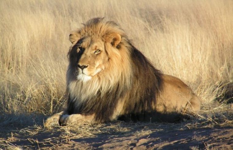 lions are called the king of the jungle reasons explained