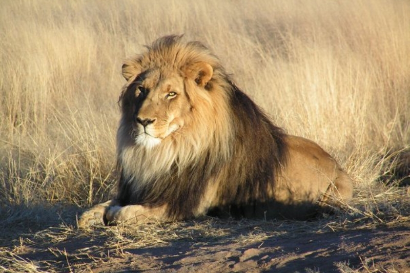 lions are called the king of the jungle reasons explained