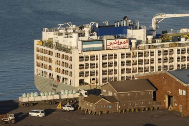 livestock ship stench shrouds cape town as authorities investigate and animal welfare groups decry conditions