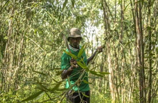 uganda looks to harness bamboo industry for economic growth