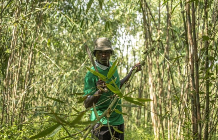 uganda looks to harness bamboo industry for economic growth