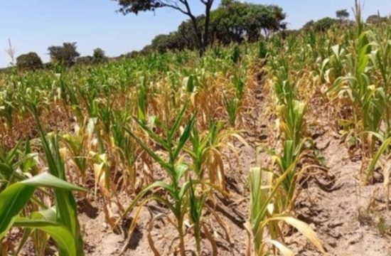 zambia declares national emergency as drought takes hold