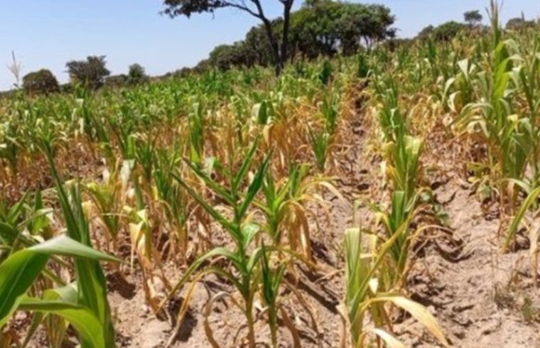 zambia declares national emergency as drought takes hold