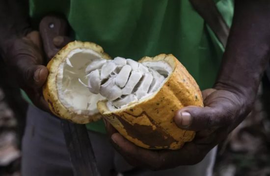ivory coast to increase cocoa selling price by 50
