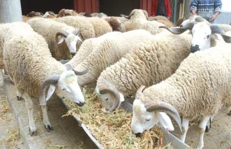 rising prices and a drought in morocco impacted eid al adha offerings