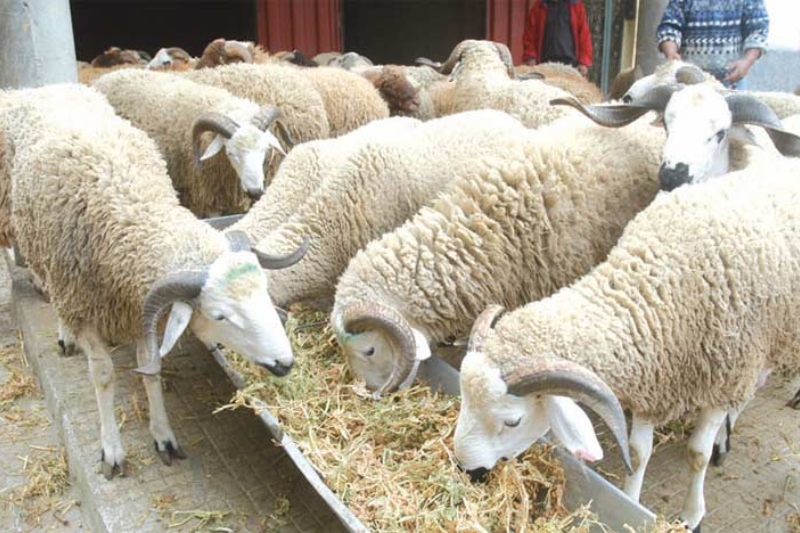 rising prices and a drought in morocco impacted eid al adha offerings